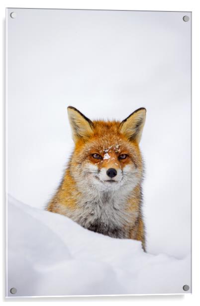 Red Fox during Snowfall Acrylic by Arterra 