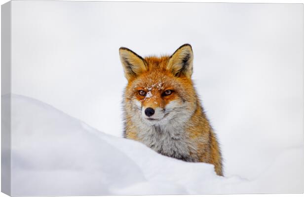 Red Fox Hunting in Winter Canvas Print by Arterra 
