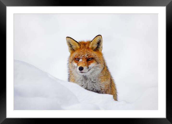 Red Fox Hunting in Winter Framed Mounted Print by Arterra 
