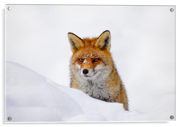 Red Fox Hunting in Winter Acrylic by Arterra 