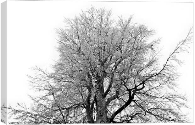 Frosty beech tree, grayscale Canvas Print by Paul Boizot