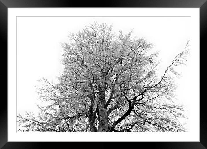 Frosty beech tree, grayscale Framed Mounted Print by Paul Boizot