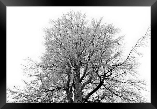 Frosty beech tree, grayscale Framed Print by Paul Boizot