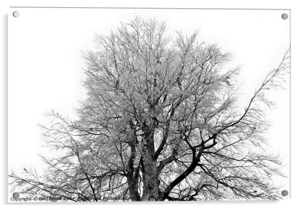 Frosty beech tree, grayscale Acrylic by Paul Boizot