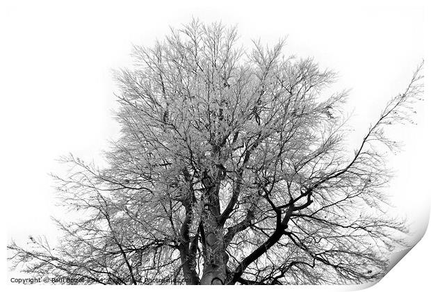 Frosty beech tree, grayscale Print by Paul Boizot