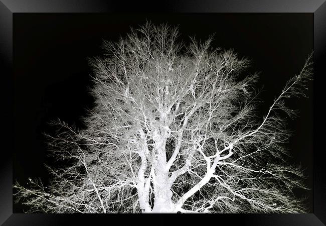 Frosty beech tree, mono inverted Framed Print by Paul Boizot