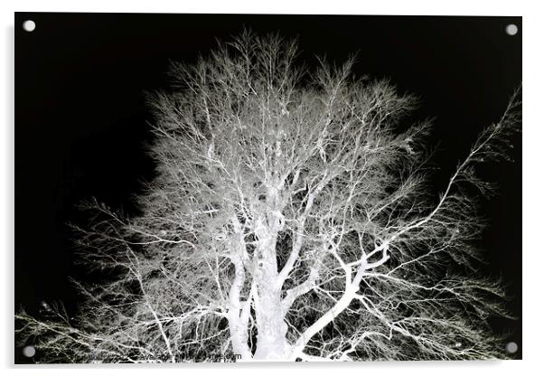 Frosty beech tree, mono inverted Acrylic by Paul Boizot
