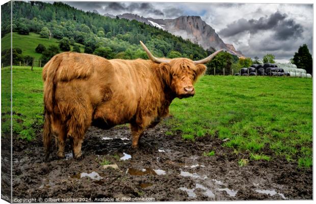 A Highland Cow Canvas Print by Gilbert Hurree