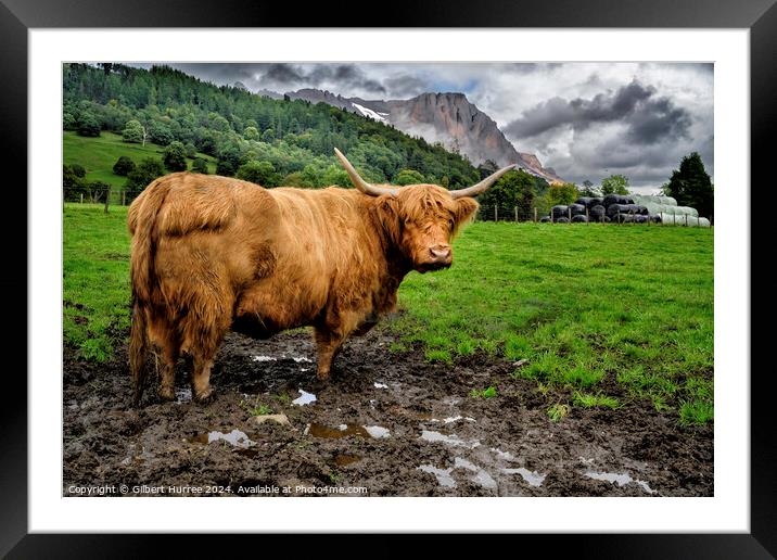 A Highland Cow Framed Mounted Print by Gilbert Hurree