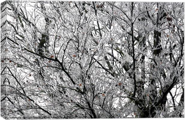 Frosted beech tree Canvas Print by Paul Boizot