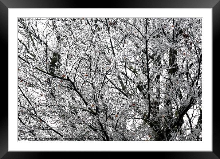 Frosted beech tree Framed Mounted Print by Paul Boizot