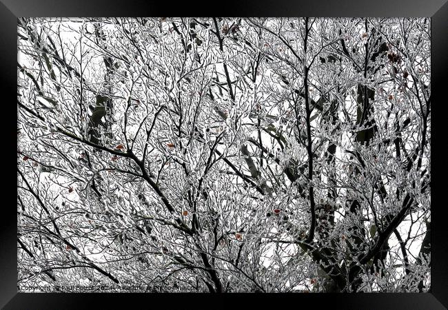 Frosted beech tree Framed Print by Paul Boizot