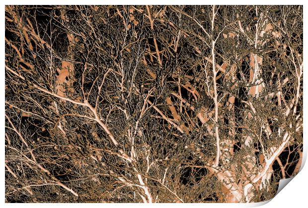 Frosted beech tree, sepia inverted Print by Paul Boizot