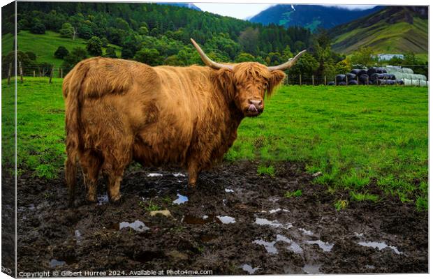 Highland Cattle Scotland Canvas Print by Gilbert Hurree