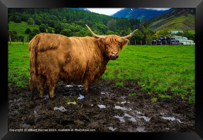 Highland Cattle Scotland Framed Print by Gilbert Hurree