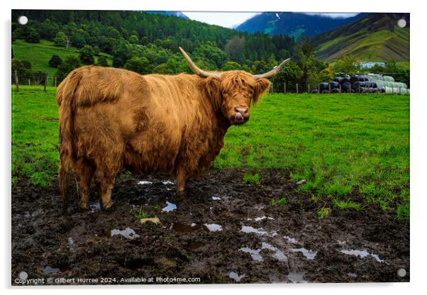 Highland Cattle Scotland Acrylic by Gilbert Hurree