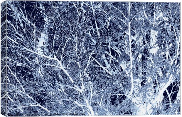 Frosted beech tree, dark blue edit Canvas Print by Paul Boizot