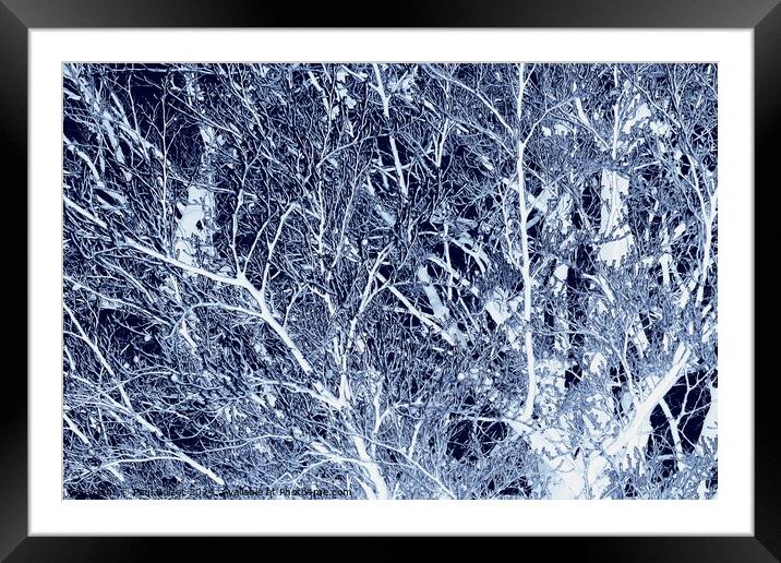 Frosted beech tree, dark blue edit Framed Mounted Print by Paul Boizot