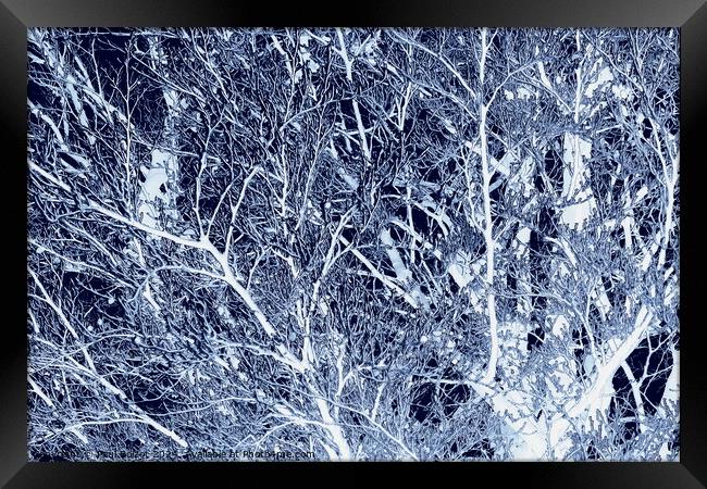 Frosted beech tree, dark blue edit Framed Print by Paul Boizot