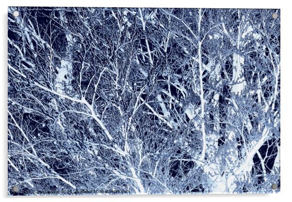 Frosted beech tree, dark blue edit Acrylic by Paul Boizot