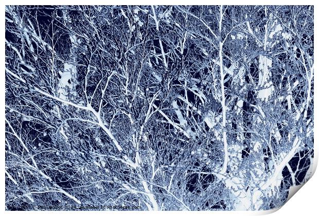 Frosted beech tree, dark blue edit Print by Paul Boizot