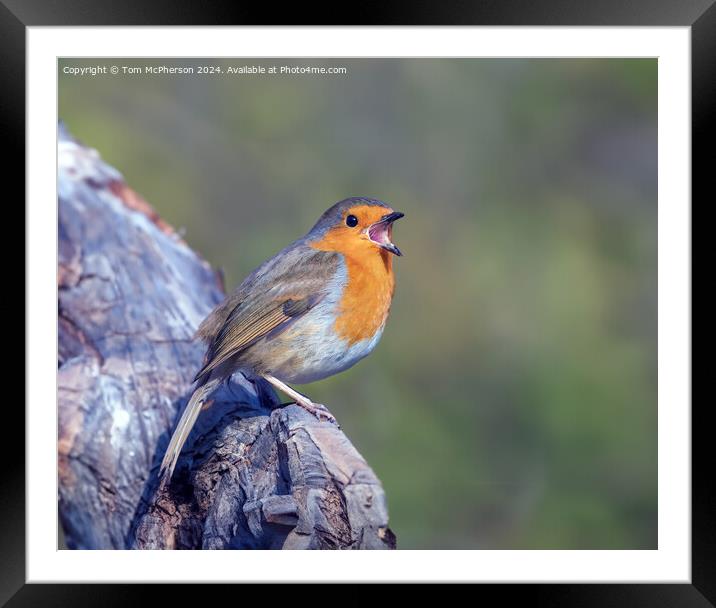 The European Robin Framed Mounted Print by Tom McPherson
