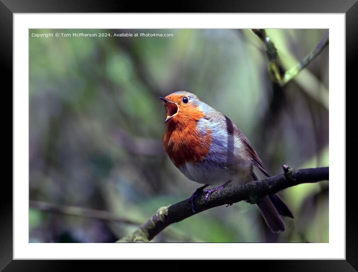 The European Robin Framed Mounted Print by Tom McPherson