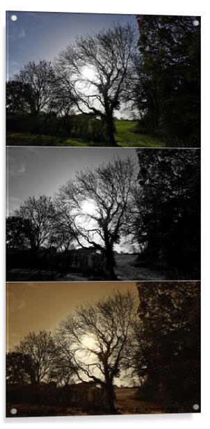 Autumn trees and field, Oxfordshire montage Acrylic by Paul Boizot