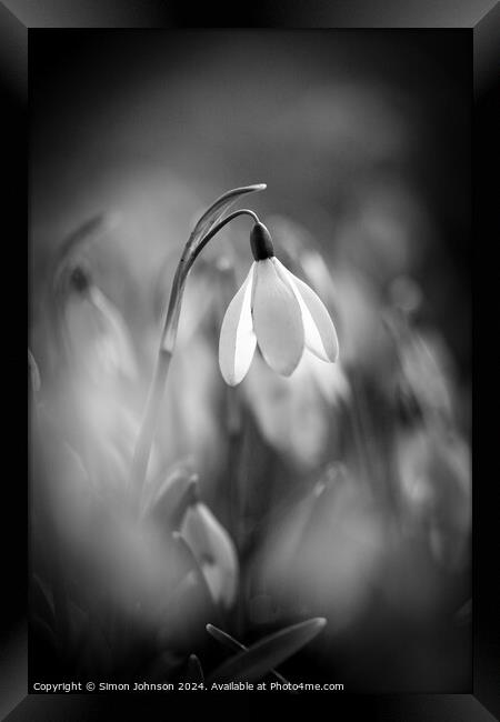 Sunlit Snowdrop monochrome  Framed Print by Simon Johnson
