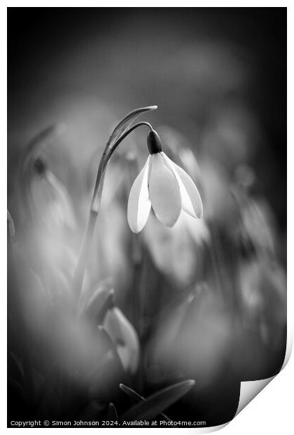 Sunlit Snowdrop monochrome  Print by Simon Johnson