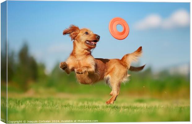 A dog leaps into the air, displaying impressive agility, as it catches a frisbee mid-flight. Canvas Print by Joaquin Corbalan