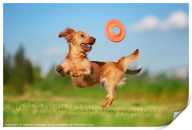 A dog leaps into the air, displaying impressive agility, as it catches a frisbee mid-flight. Print by Joaquin Corbalan