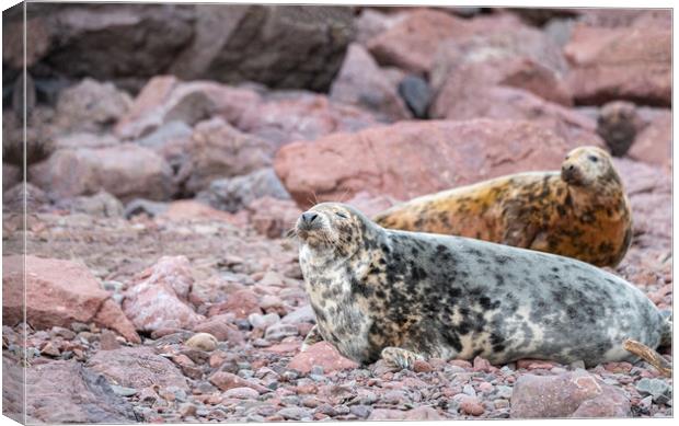 Grey Seal female on the beach at St Abbs Head, Scotland Canvas Print by Dave Collins