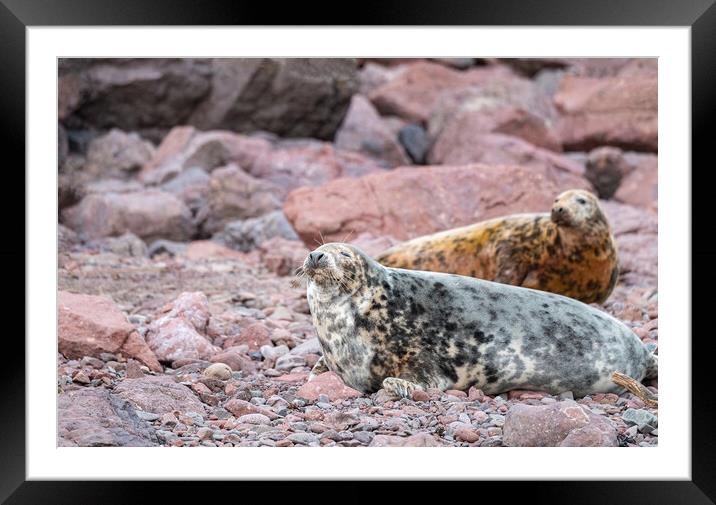 Grey Seal female on the beach at St Abbs Head, Scotland Framed Mounted Print by Dave Collins