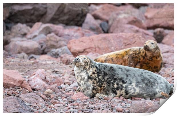 Grey Seal female on the beach at St Abbs Head, Scotland Print by Dave Collins