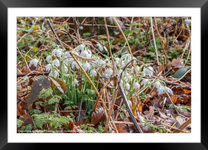 Raindrops and Snowdrops Framed Mounted Print by Richard Laidler
