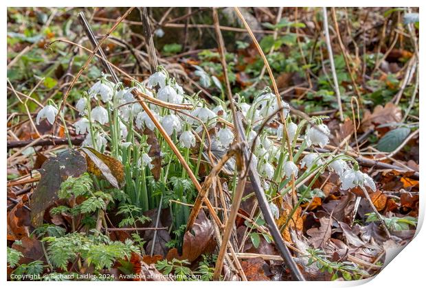 Raindrops and Snowdrops Print by Richard Laidler