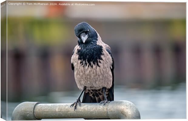 The hooded crow Canvas Print by Tom McPherson