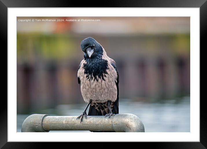 The hooded crow Framed Mounted Print by Tom McPherson