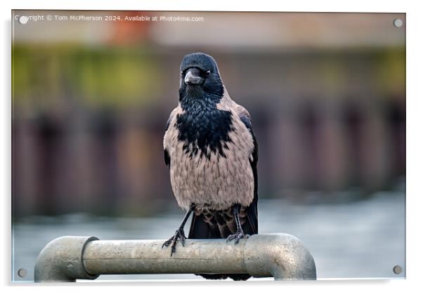 The hooded crow Acrylic by Tom McPherson