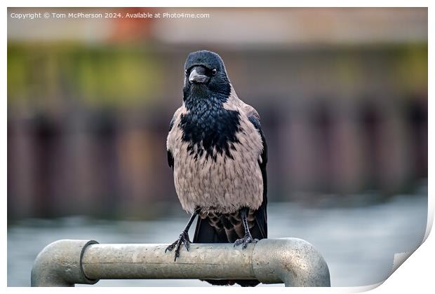 The hooded crow Print by Tom McPherson