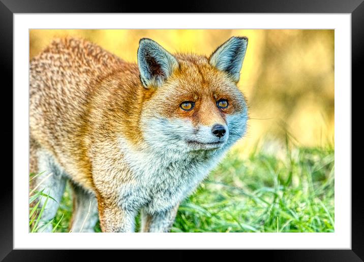 Fox portrait  Framed Mounted Print by Helkoryo Photography