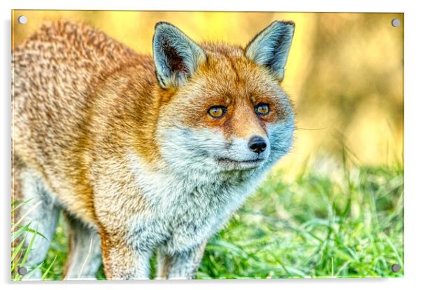 Fox portrait  Acrylic by Helkoryo Photography
