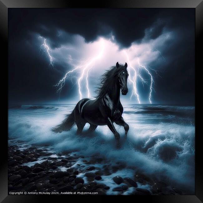 Black Stallion in a Storm Framed Print by Antony McAulay