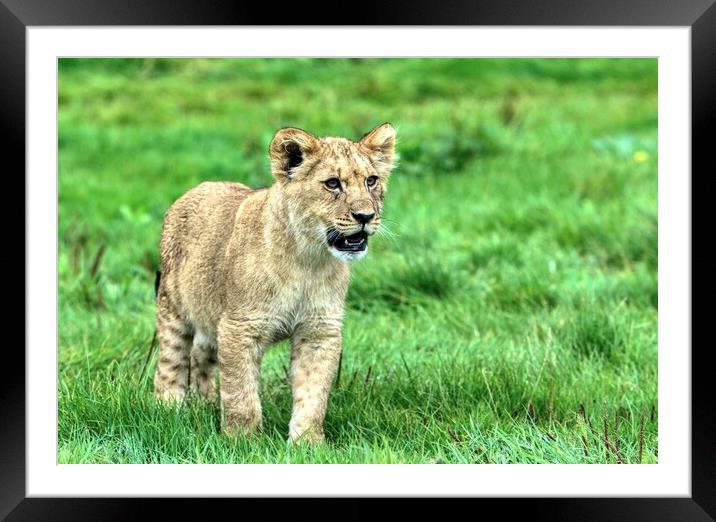 A lion cub stood in a grassy field Framed Mounted Print by Helkoryo Photography
