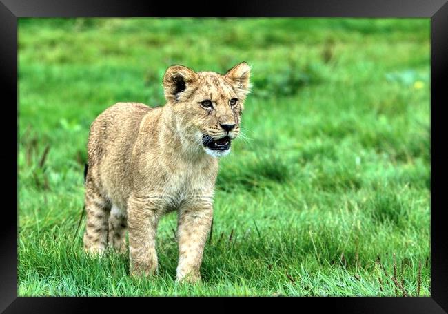 A lion cub stood in a grassy field Framed Print by Helkoryo Photography