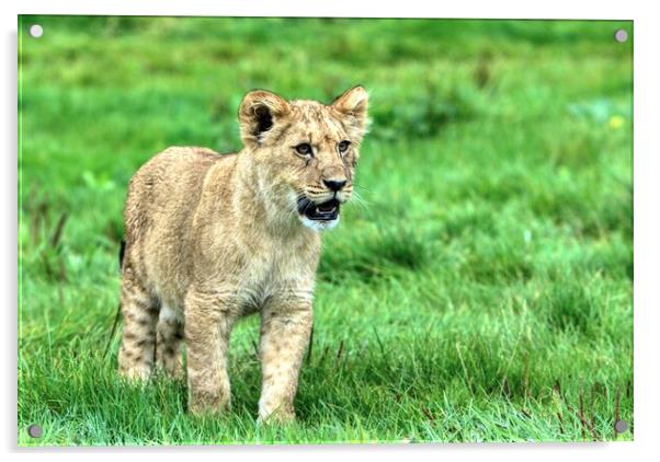 A lion cub stood in a grassy field Acrylic by Helkoryo Photography