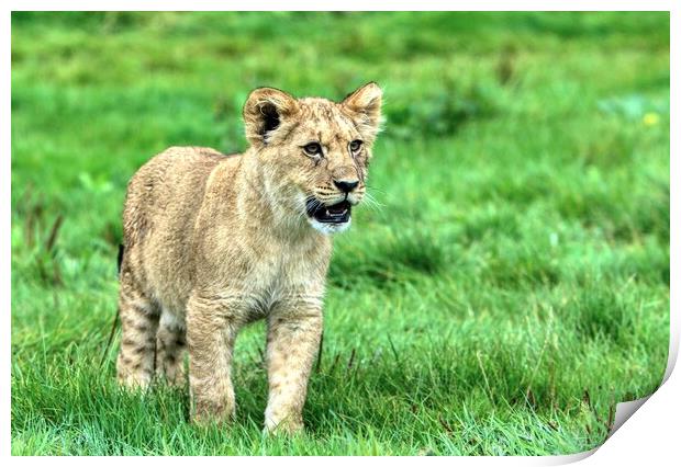 A lion cub stood in a grassy field Print by Helkoryo Photography