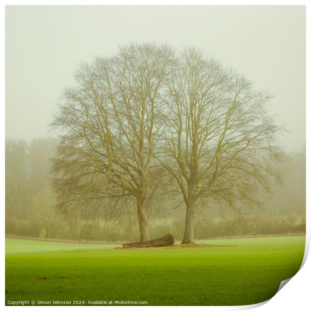 soft light and trees Print by Simon Johnson