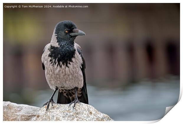 Hooded Crow Print by Tom McPherson